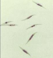 1597366742142196.jpg 7.jpg